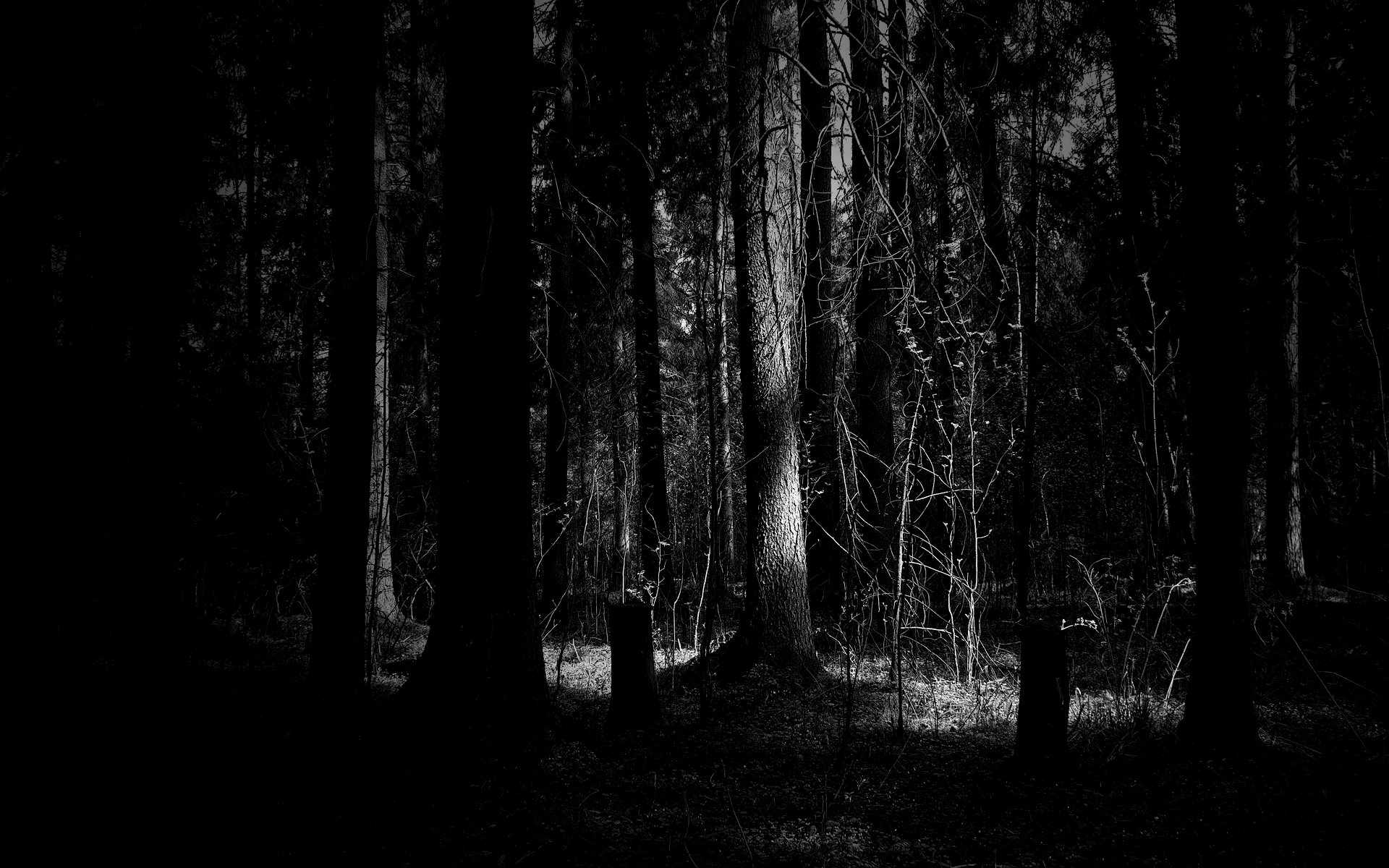 Dark Woods Wallpaper