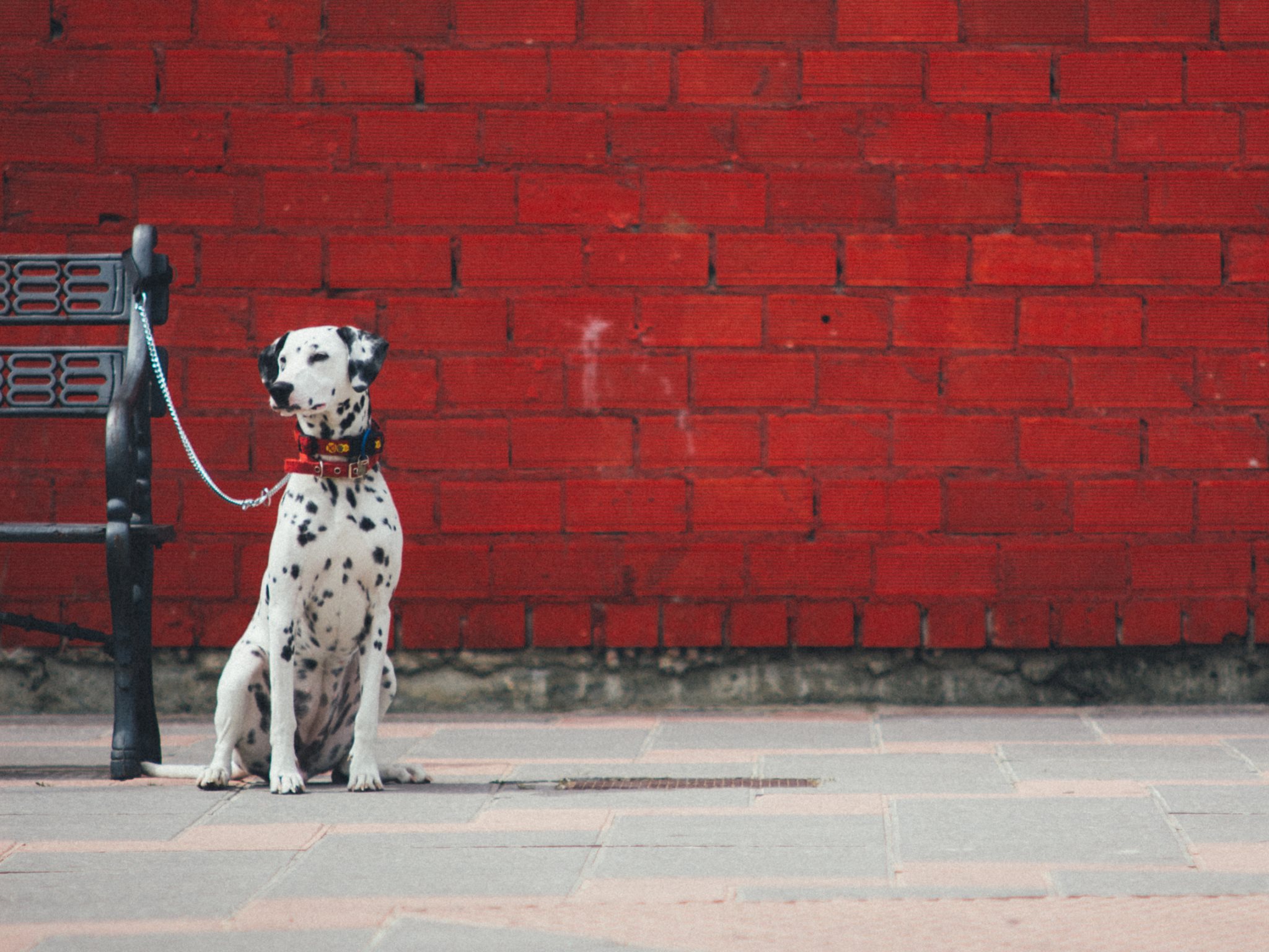 Dalmatian Dogs Wallpaper In HD 4k And Wide Sizes
