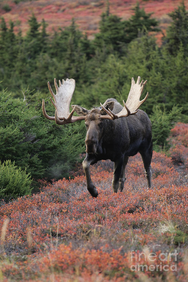 Bull Moose In Autumn Photograph By Tim Grams Fine Art America