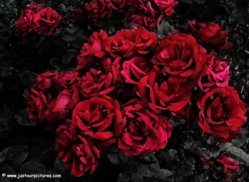 Red And Black Rose Wallpaper Pixshark Image