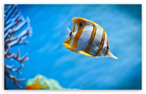 Tropical Fish HD Desktop Wallpaper High Definition Fullscreen