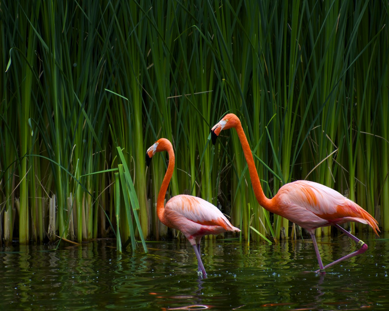 Flamingos Birds Nature Wallpaper HD