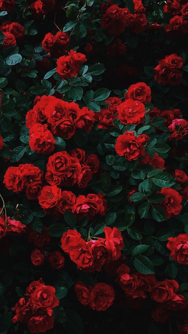 Những hình nền hoa hồng đỏ tuyệt đẹp sẽ khiến trái tim bạn tan chảy bởi sức sống và sự quyến rũ của loài hoa quý giá này. Chúng thích hợp để sử dụng trên điện thoại và desktop, chắc chắn sẽ mang đến cho bạn một không gian đầy màu sắc và nữ tính.