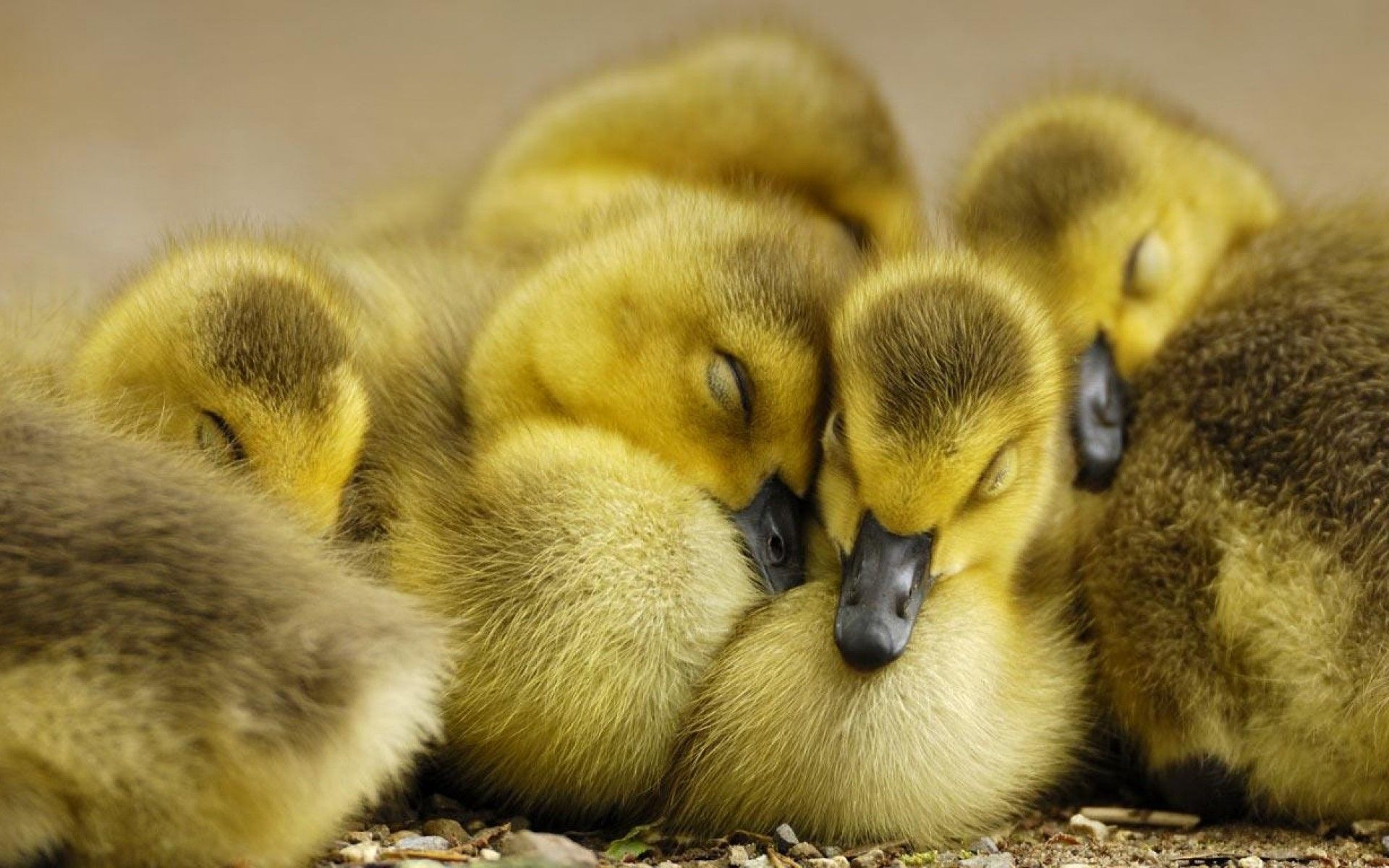 Cute Duckling Wallpaper Screenshots Ducks Gt