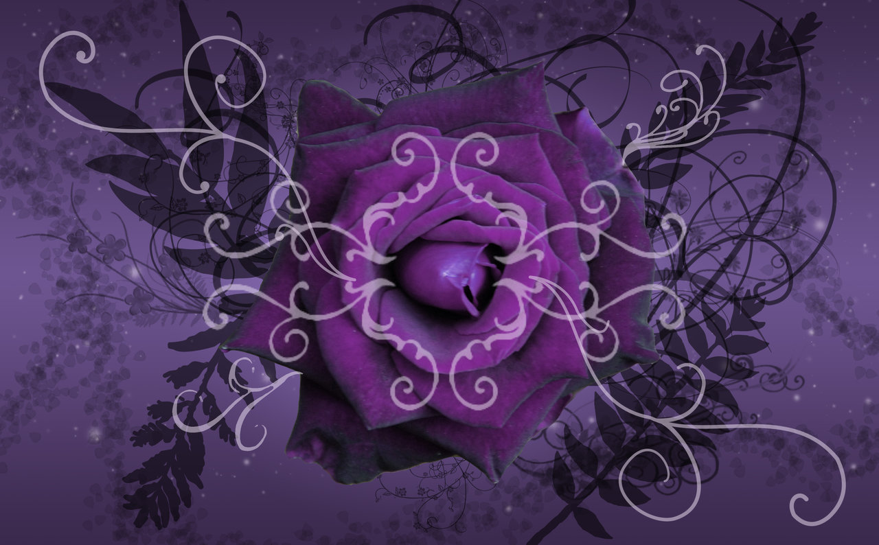 Purple Twilight Rose Wallpaper By Silverperfume