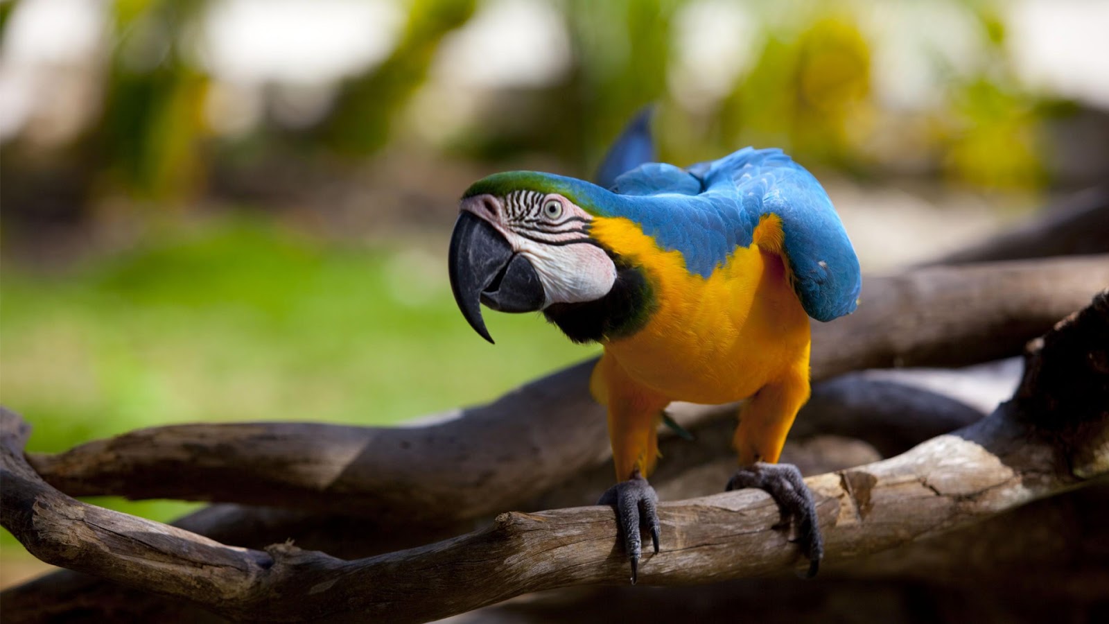 Macaw Parrot Nice Picture   SA Wallpapers
