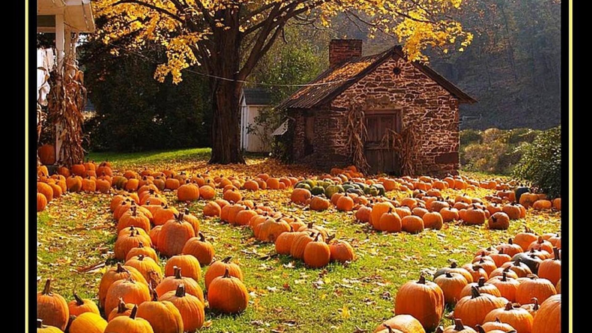 A picturesque autumn scene with a field of pumpkins in front of a rustic stone house, surrounded by vibrant fall foliage