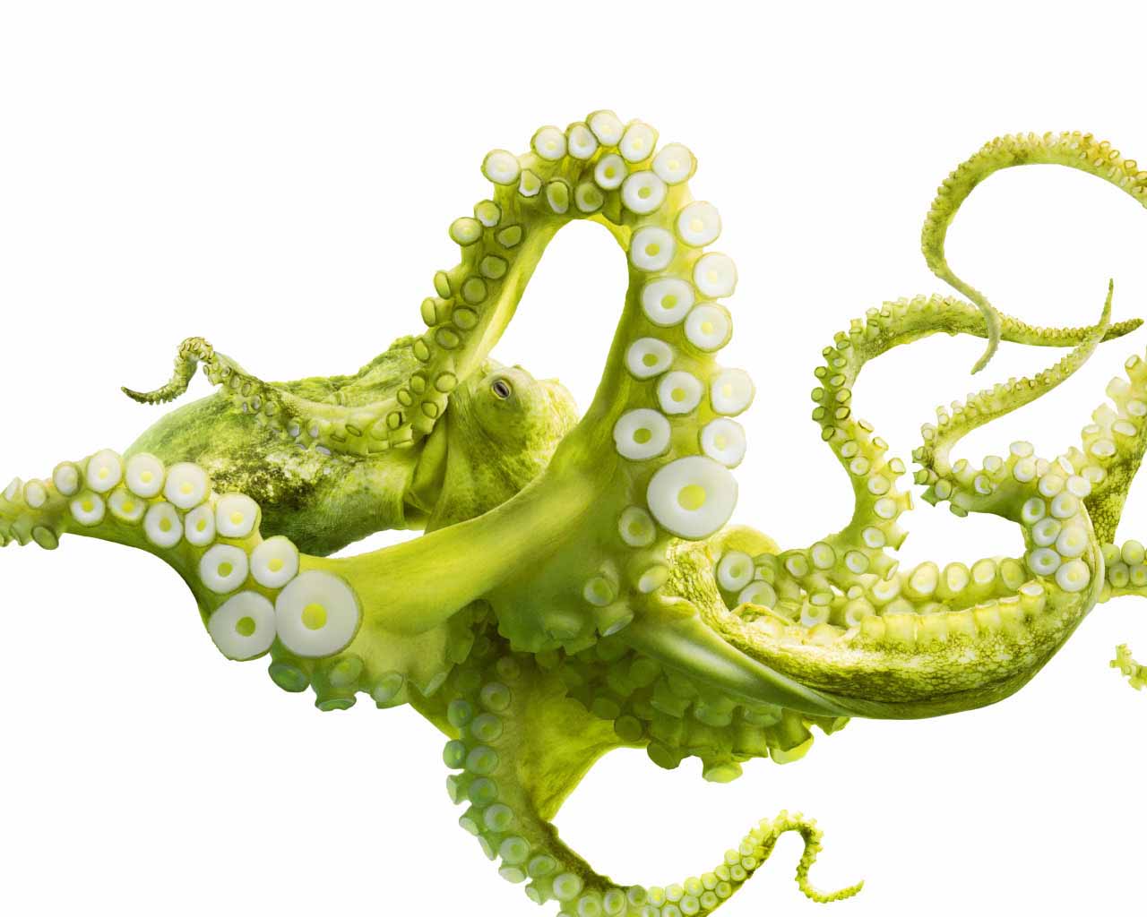 Hq Wallpaper Octopus