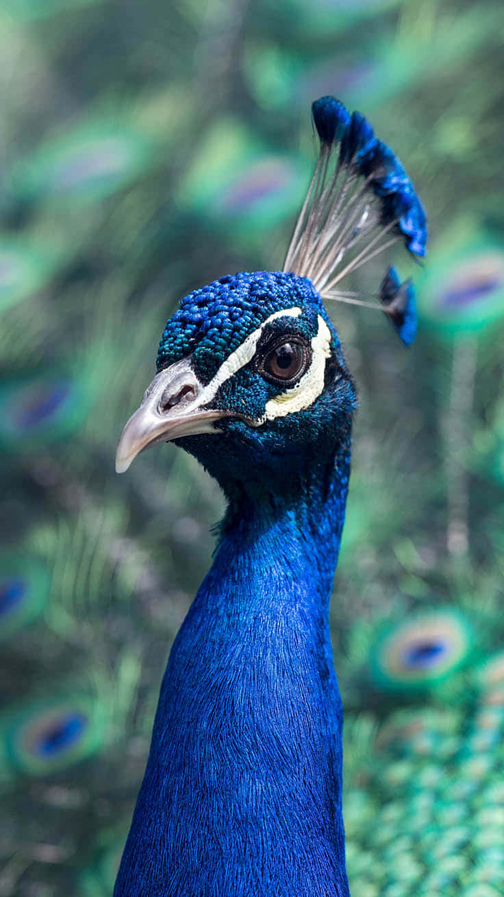 Blue Peacock Bird iPhone Wallpaper