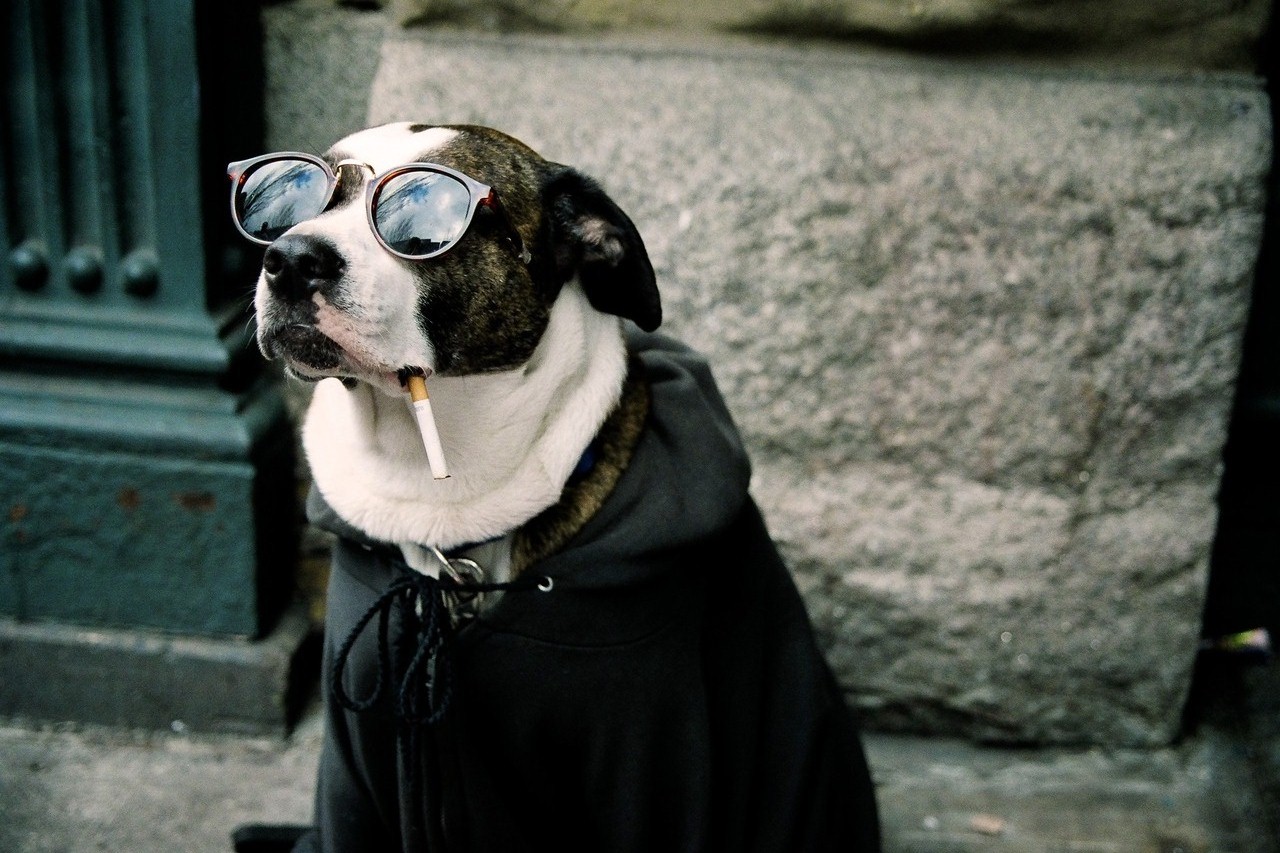 Dog With Glasses Wallpaper Id Wallpapervortex
