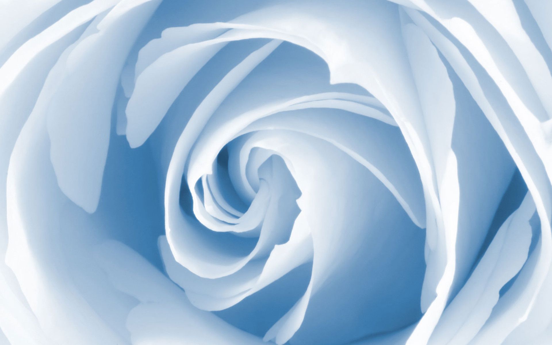 Miscellaneous Baby Blue Rose desktop wallpaper nr 58503 by maf04
