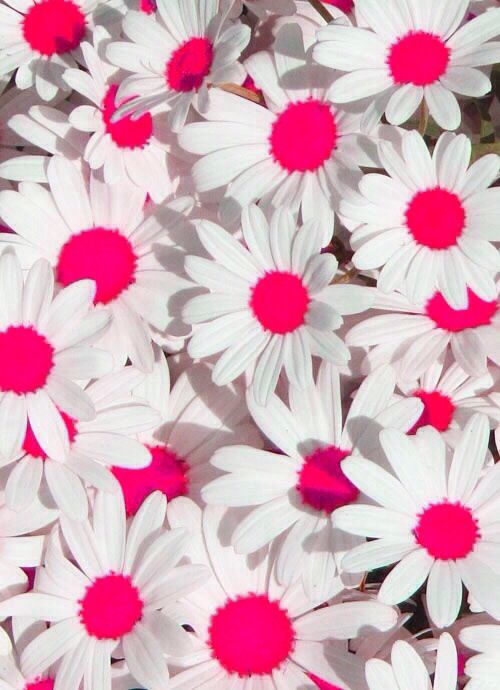 pink daisy wallpaper WallpapersPink Daisy Daisies