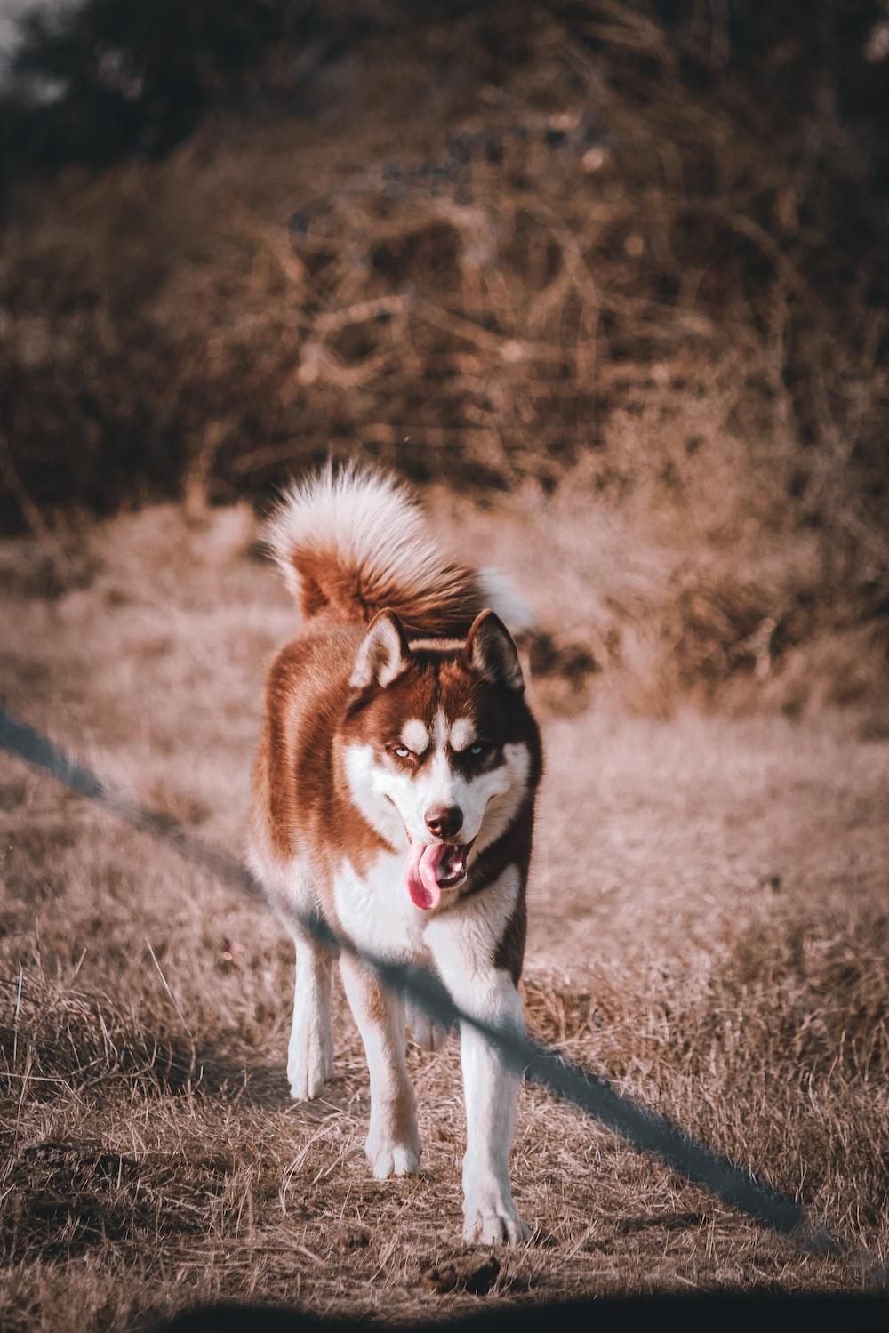 Brown And White Siberian Husky On Grass Field During Daytime