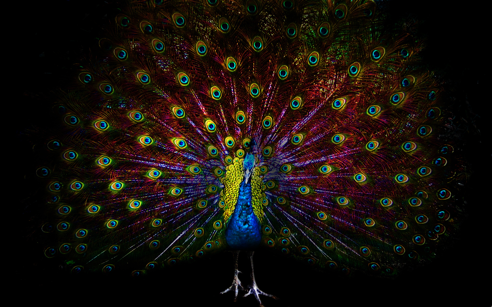 Peacock Wallpaper Bird Eye Feathers Dark HD Desktop