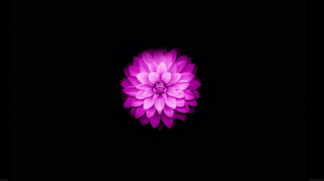 Apple iPhone And 6s Wallpaper With Purple Lotus Flower In