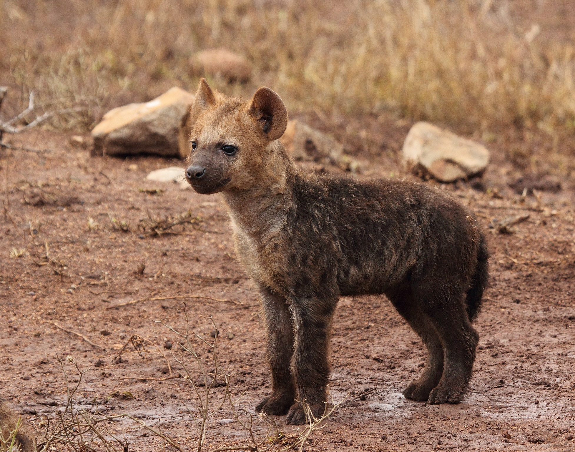 Baby Hyena Cub HD Wallpaper Background Image 1954x1536 1954x1536