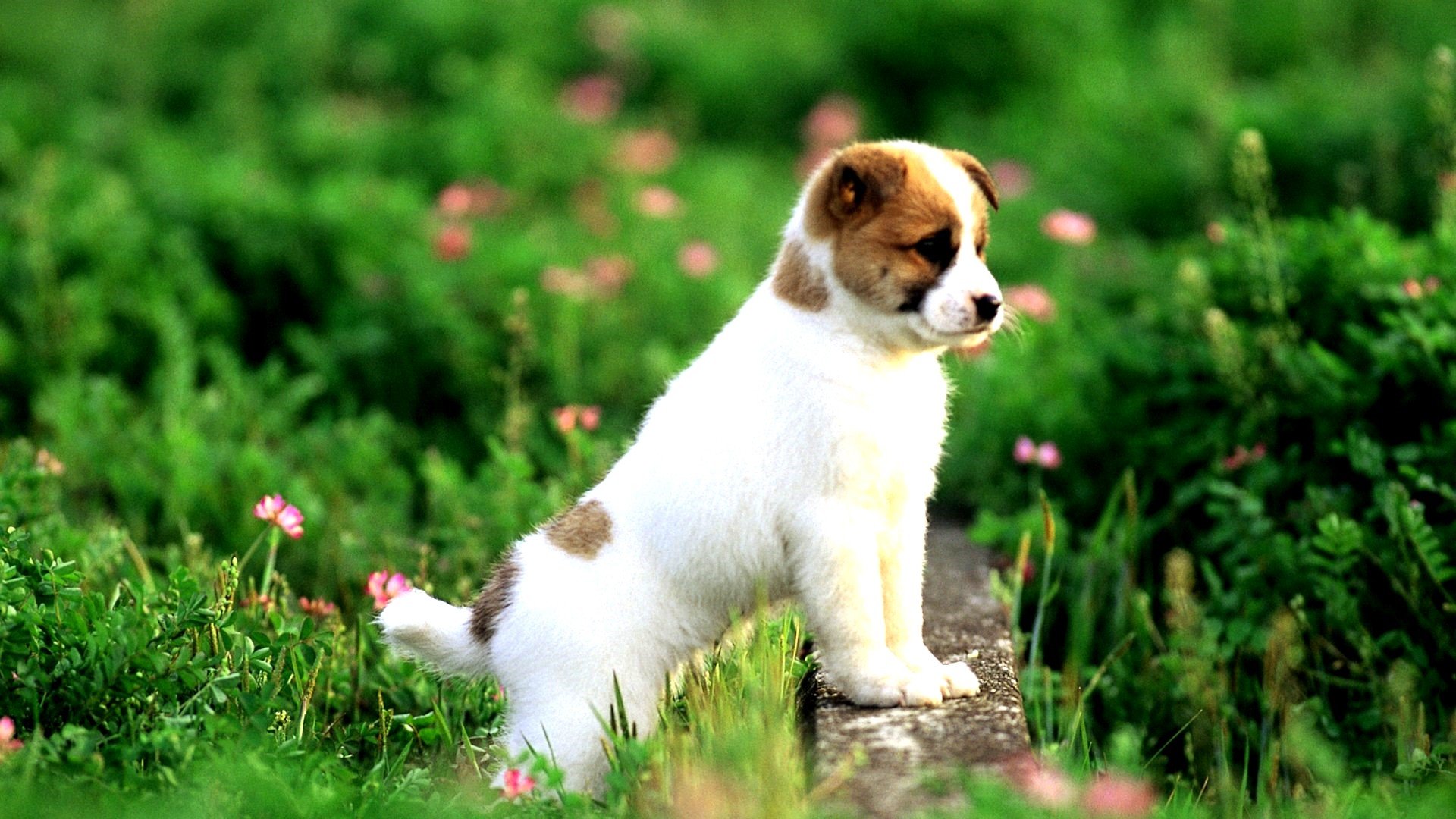 Animals Dogs Puppies Pets Wallpaper