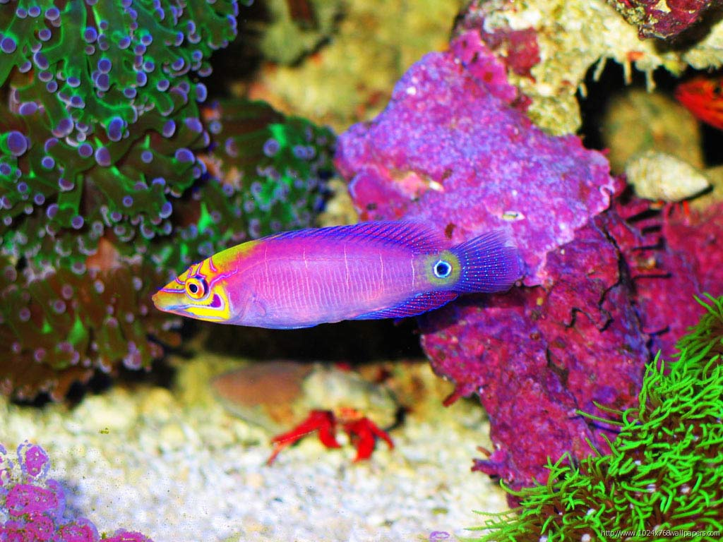 Amazing Worlds Tour And Colorful Fish HD Wallpaper