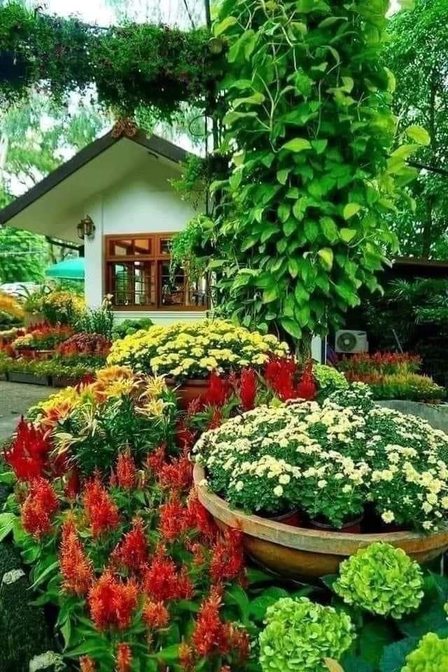 Nature Wallpaper iPhone Flowers