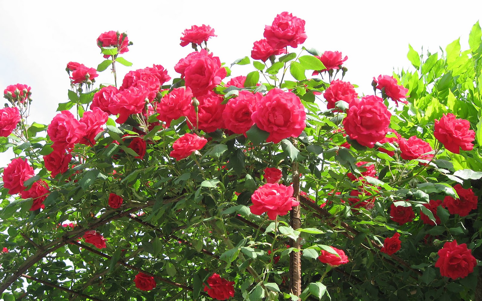 Red Rose Flowers Screensavers Wallpaper