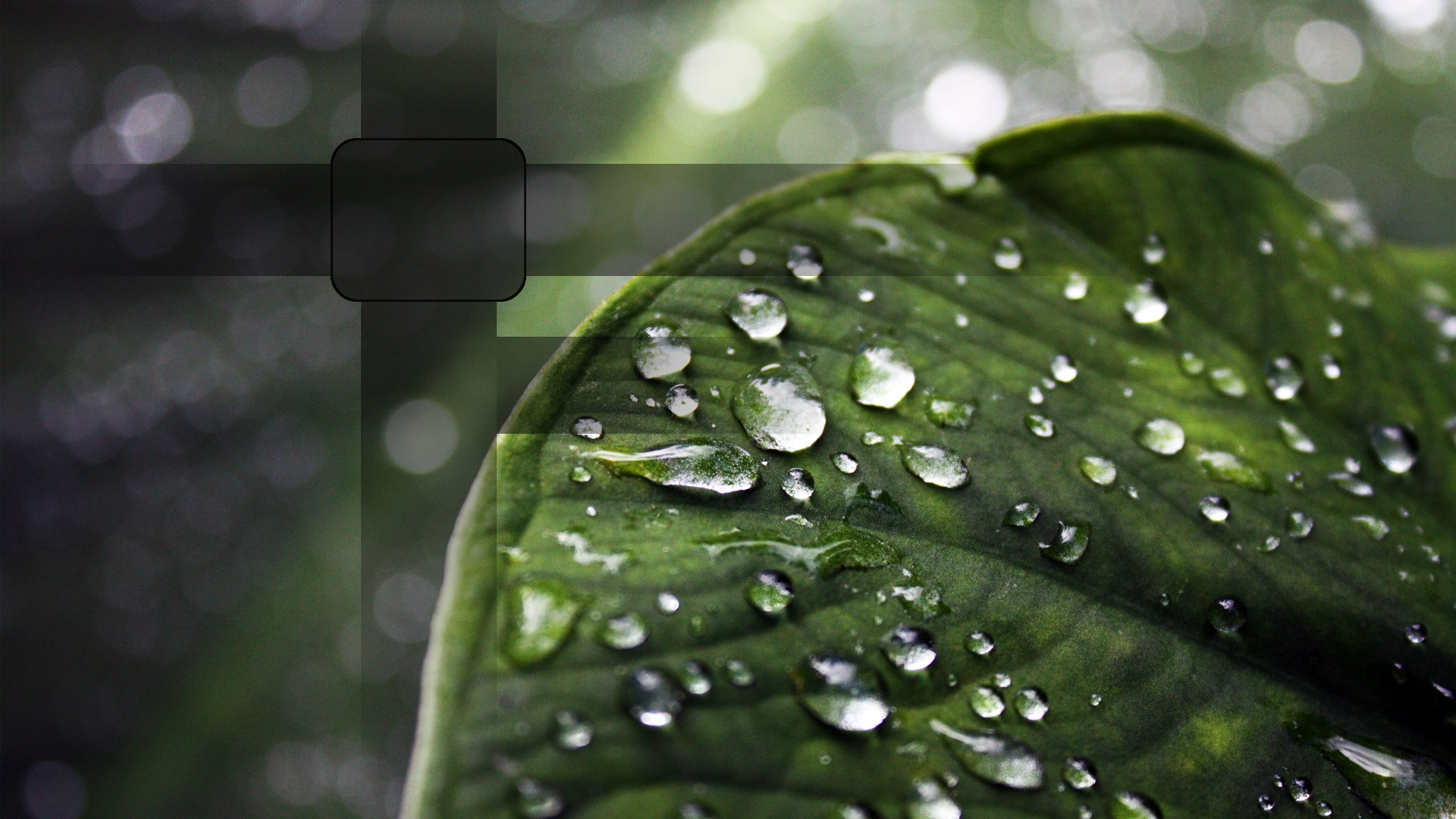 Rain Wallpaper Drops Screensaver Dorps Ps3 Keyword