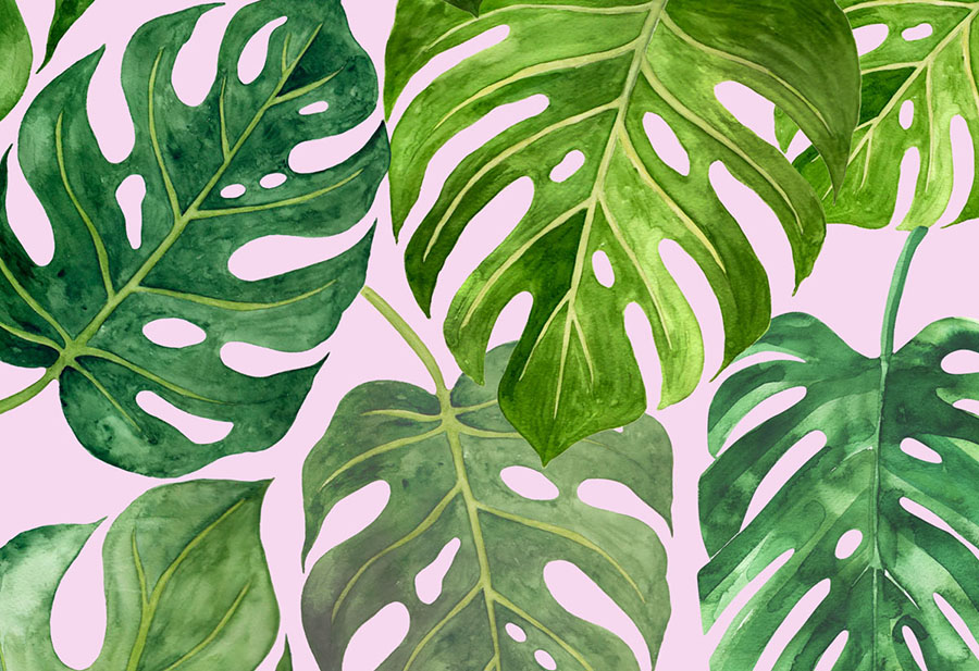 Monstera Wallpaper Tropical Jungle Leaf Wallcovering Wallpapered