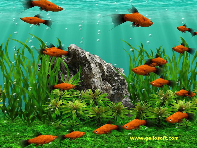 Fish Aquarium Screensaver Pc Android iPhone And iPad Wallpaper