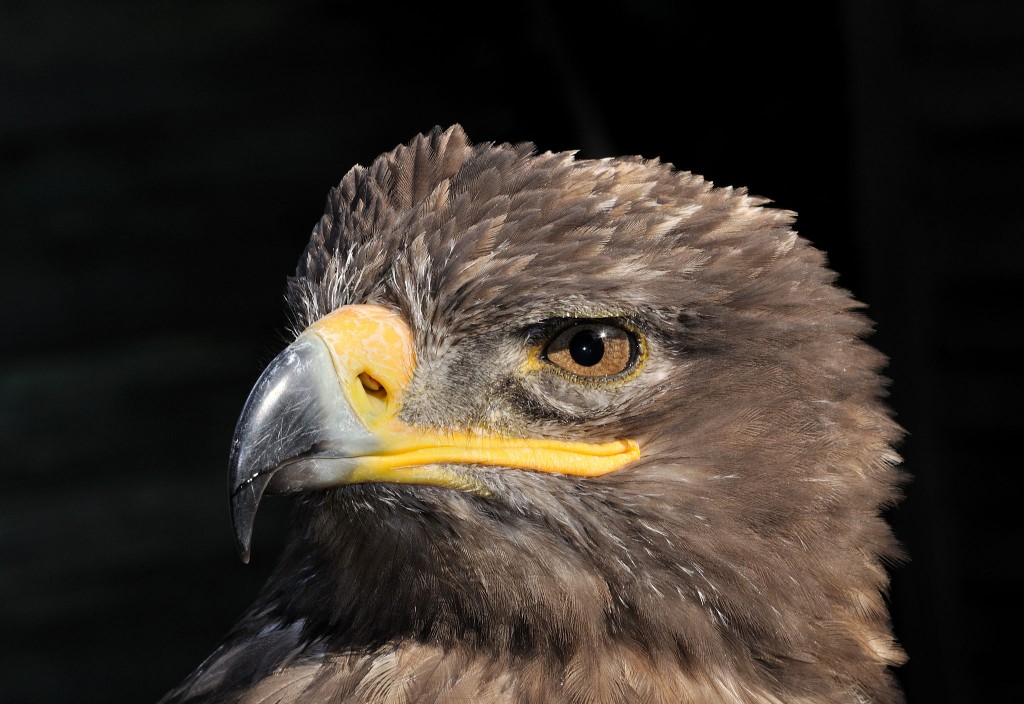 Resolution Image Steppe Eagle 1920x1080p HD Animal Bird Wallpaper