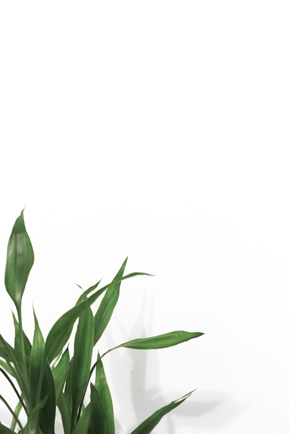 Plants With White Background Best Background