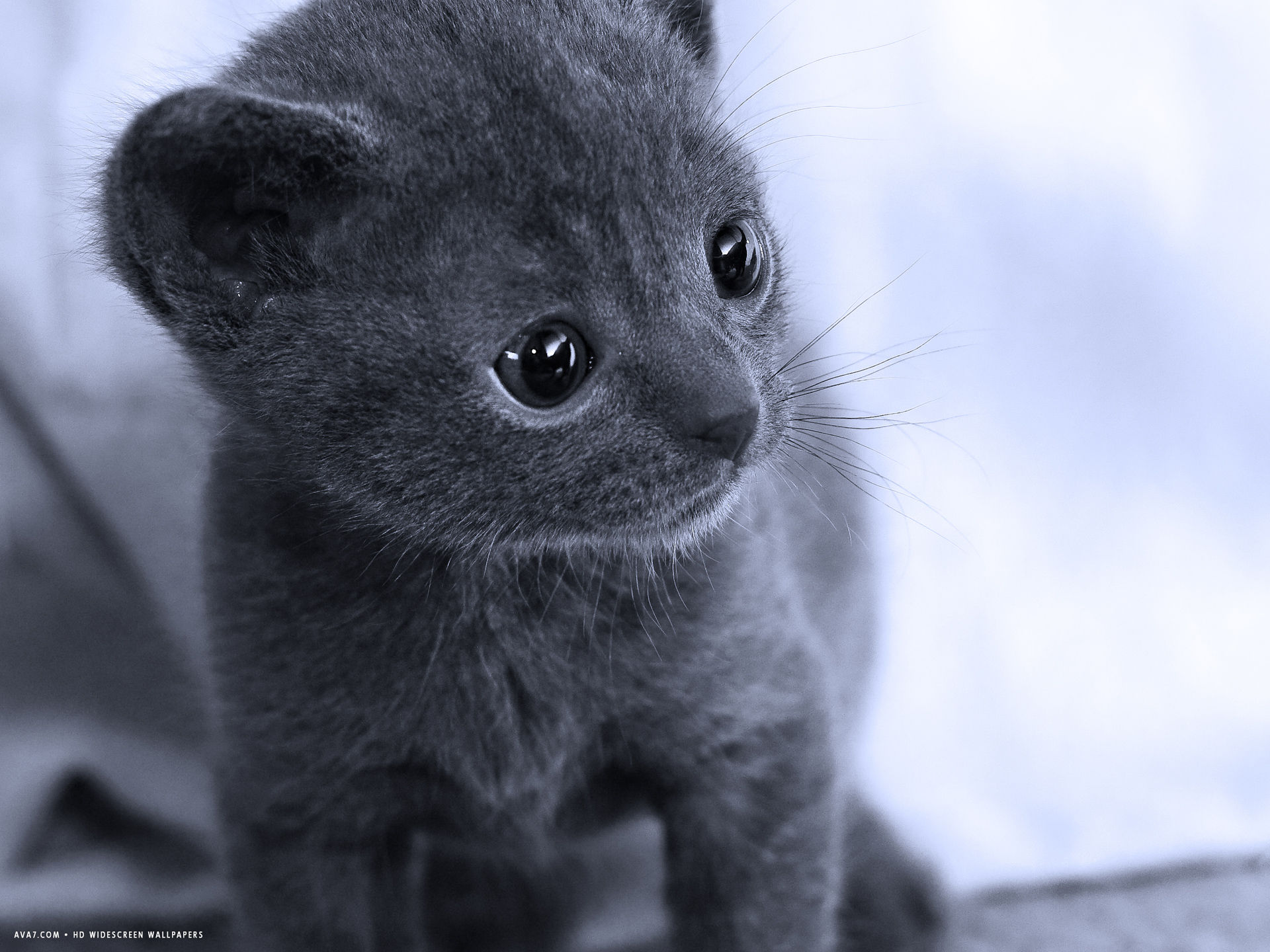 Korat Grey Hair Standing Kitten Cat HD Widescreen Wallpaper