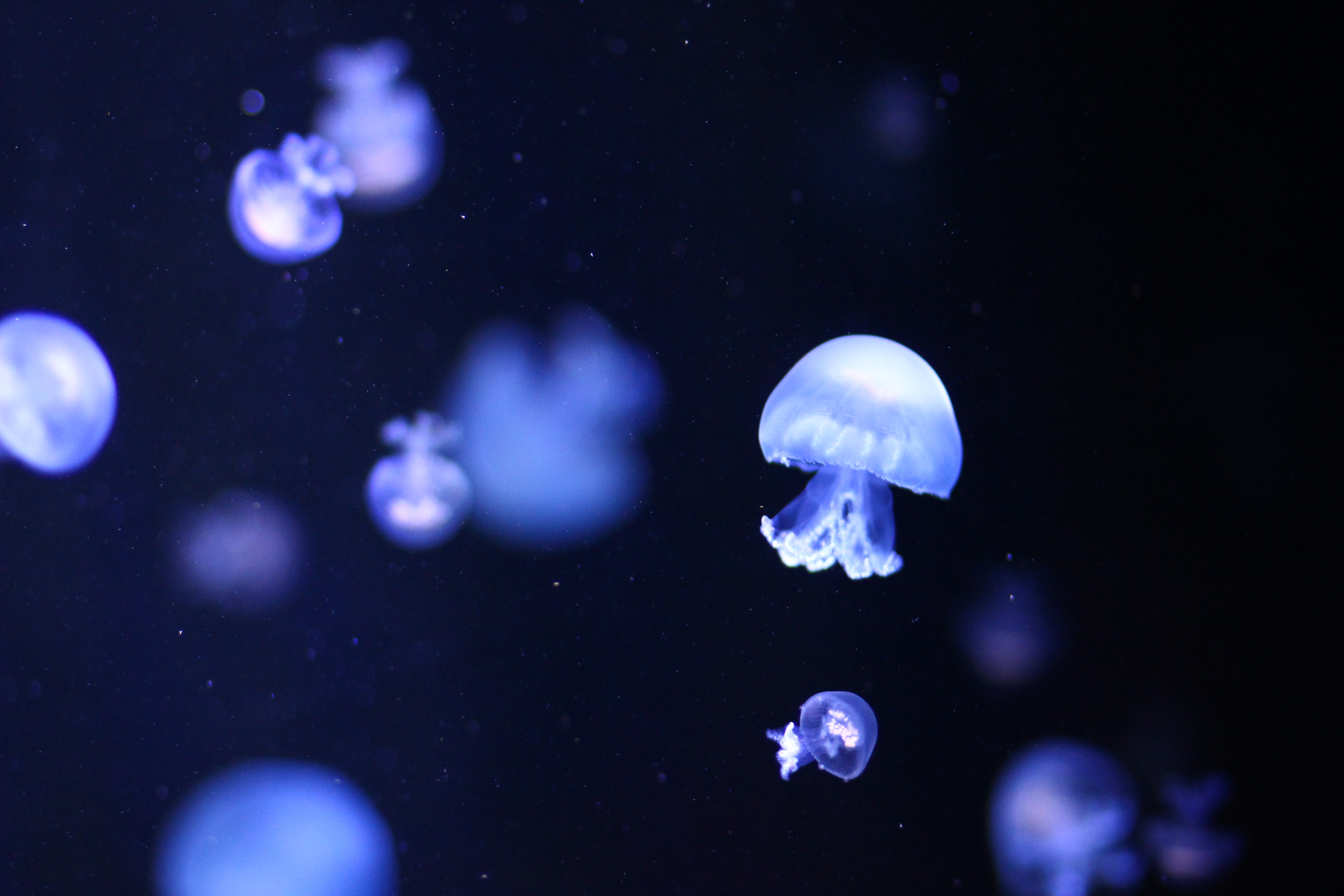 Tentacle Jellyfish Blur Underwater