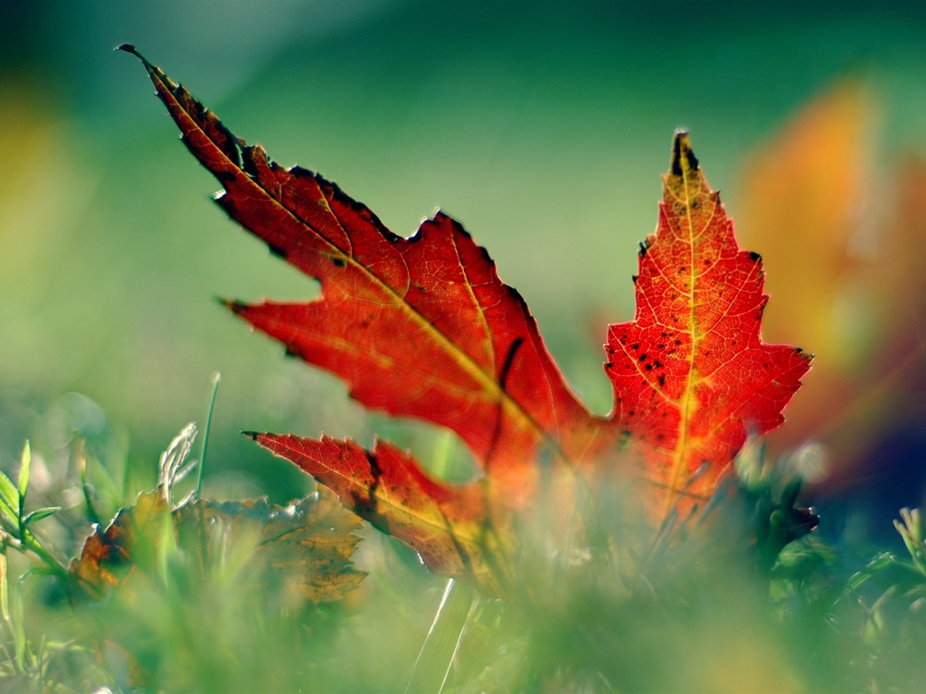 Beautifull Macro Leaf Desktop Wallpaper