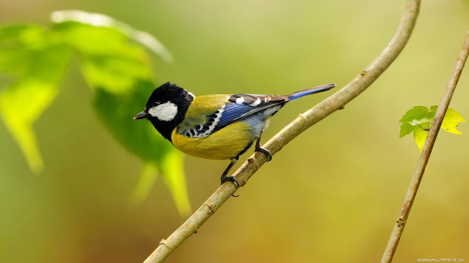 Bird Wallpaper Resolution