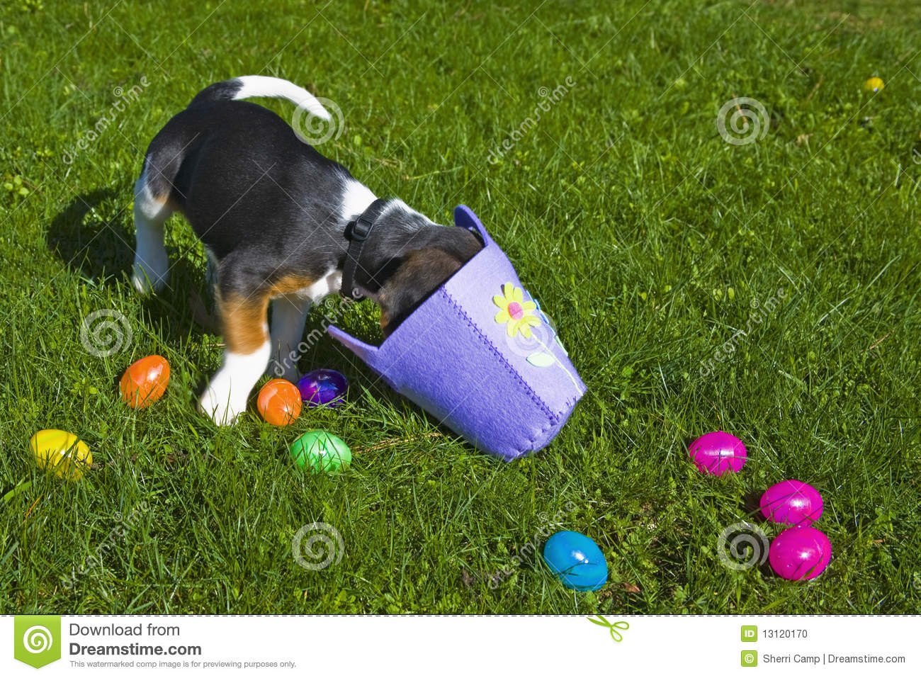 Cute Easter Puppies Beagle Puppy With