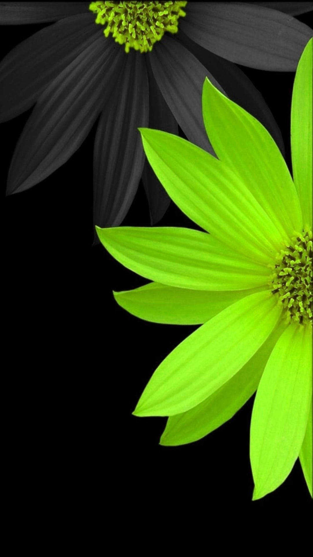Full HD Flowers Wallpaper For Android