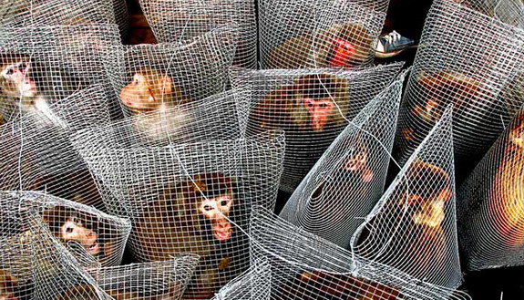 Photo By Li Feng Winner Of Animal Category Which Shows Some Caged