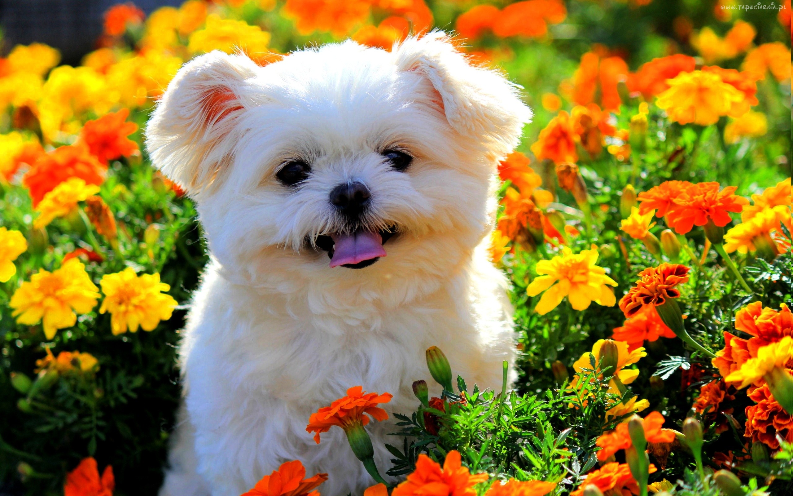 Biay Piesek Kolorowe Kwiatki Maltaczyk