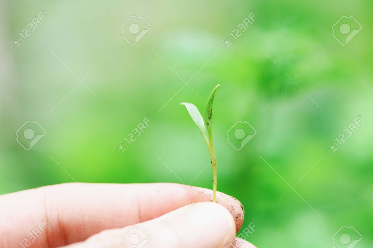 Hand Holding Of Sapling Young Plant Growth On Neutral Green