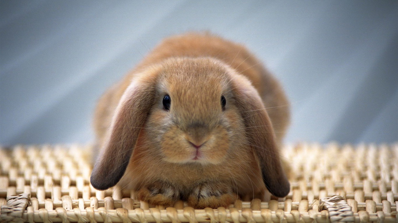 Cute And Sweet Pictures From Bunny Rabbits