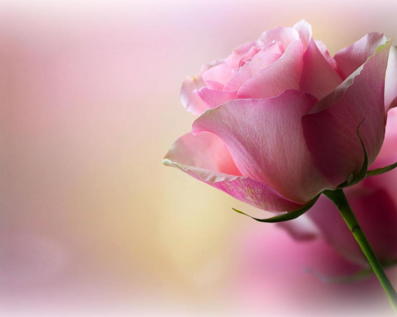 Soft Pink Rose High Quality And Resolution Wallpaper On