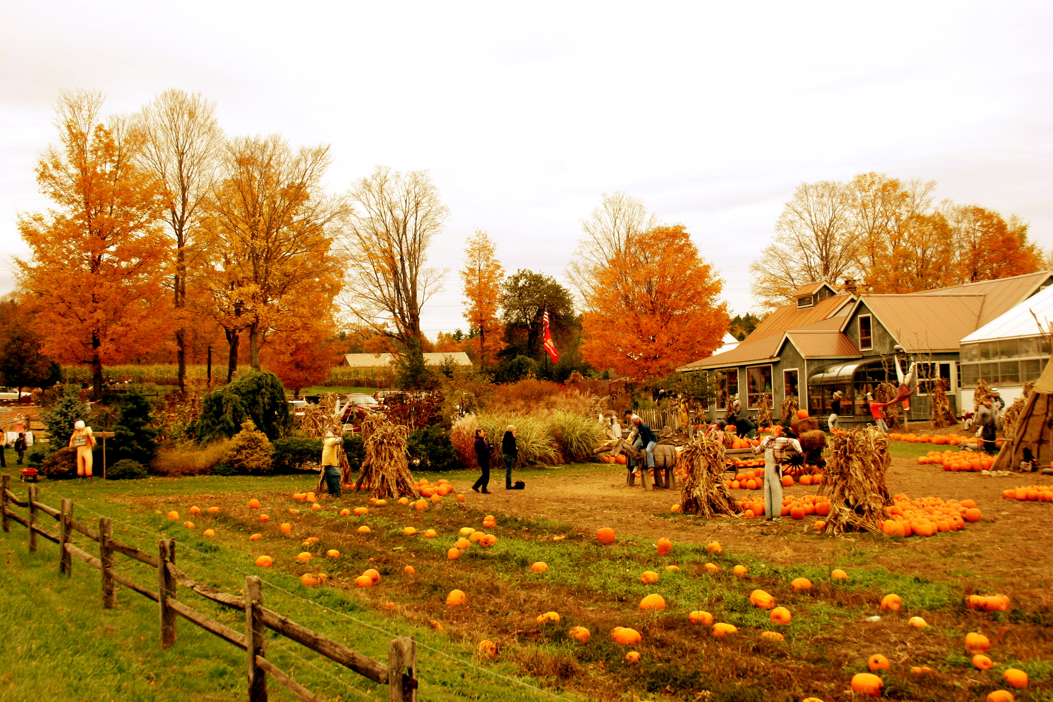 Posted In Autumn Tagged Fall Vermont Pics Pumpkin Farm Pic