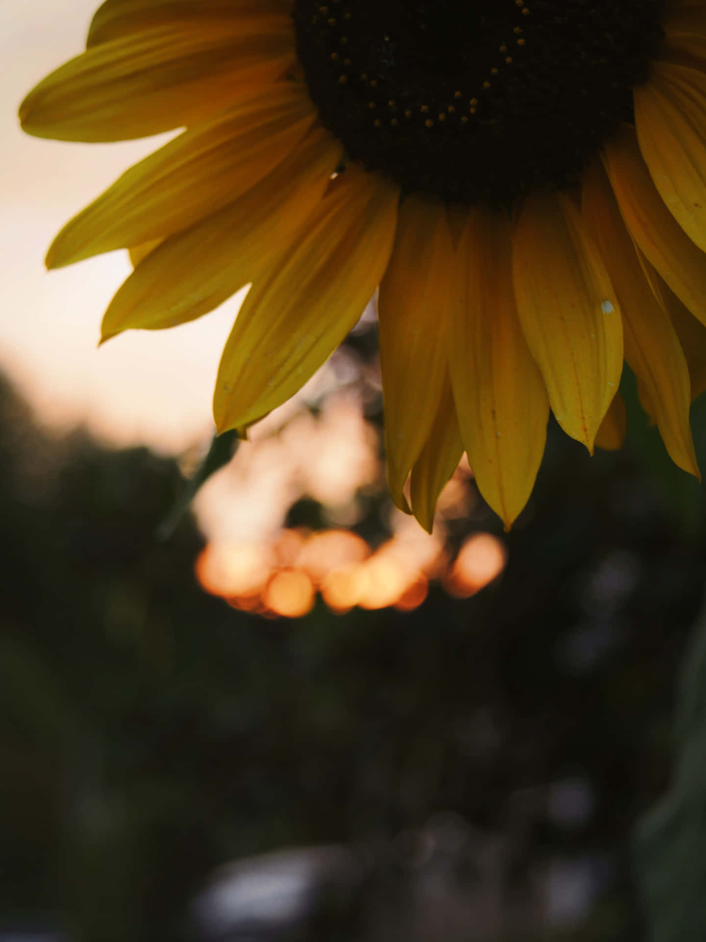A Dark Sunflower Blooms In The Shadows Wallpaper