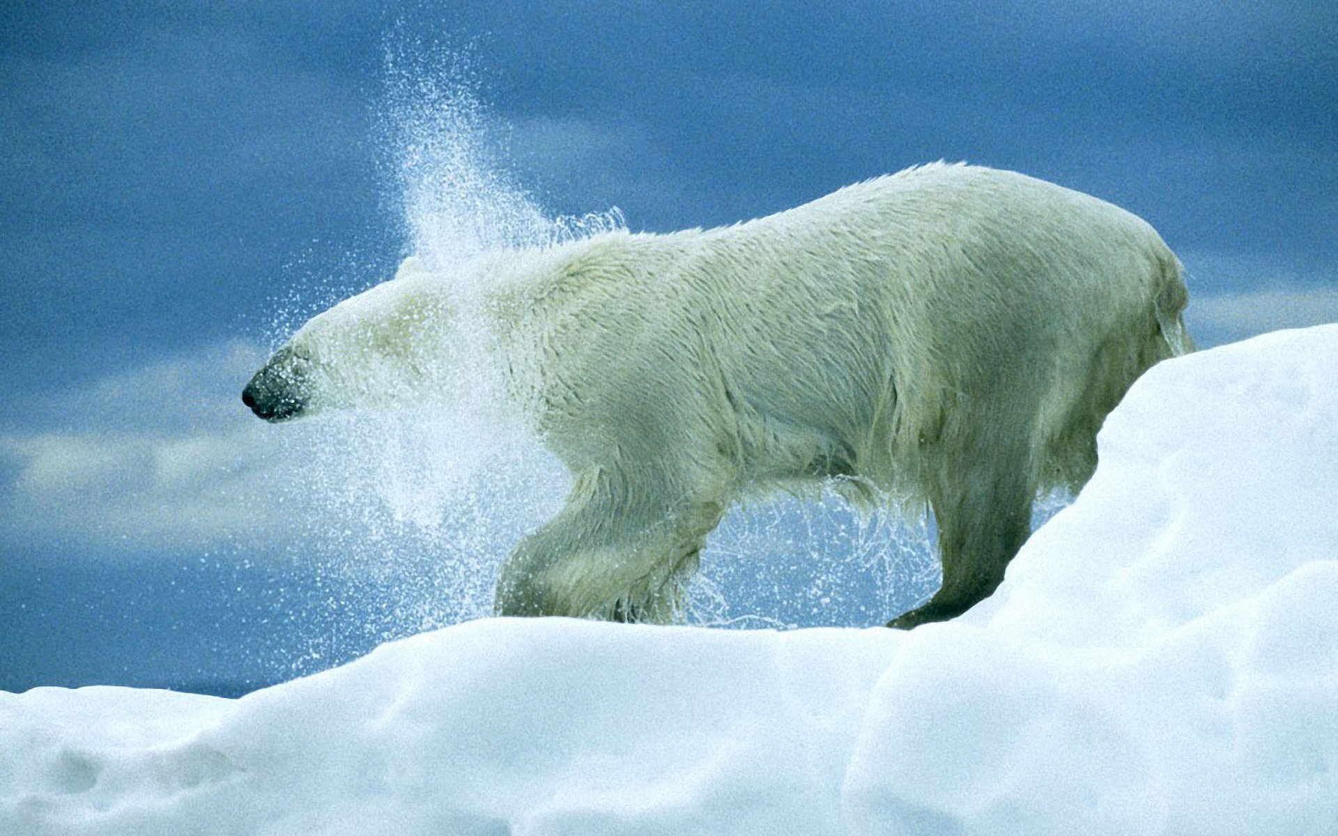Wallpaper Polar Bear Pictures
