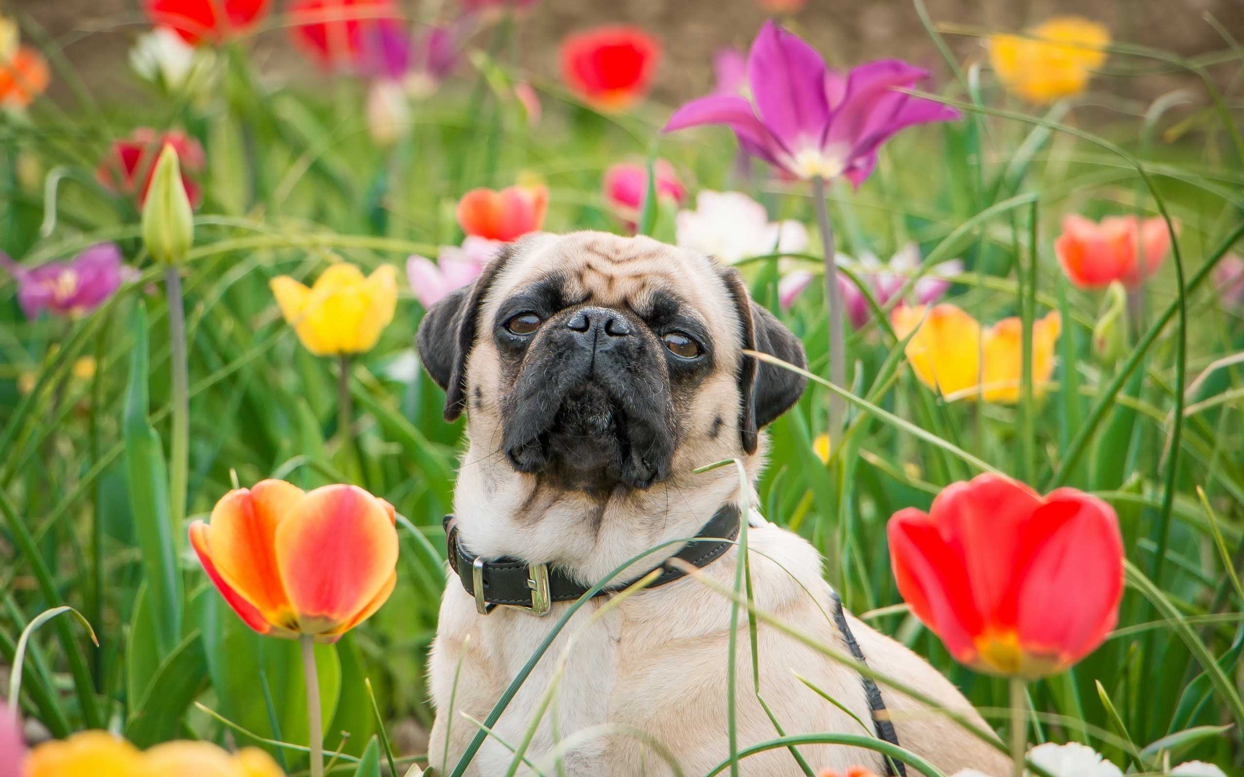 Pug Dog HD Wallpaper Best Collection