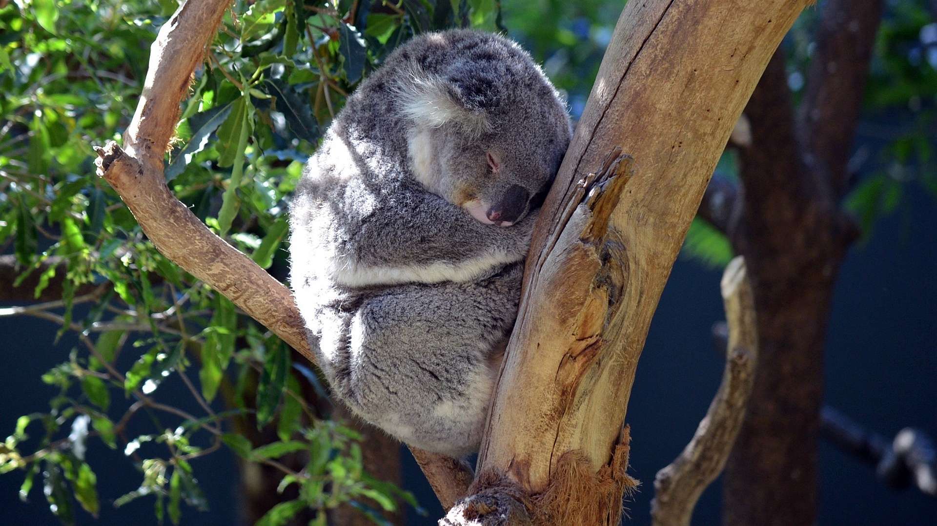 Koala Sleeping In The Winter Sun At Taronga Park Zoo By Lonewolf6738