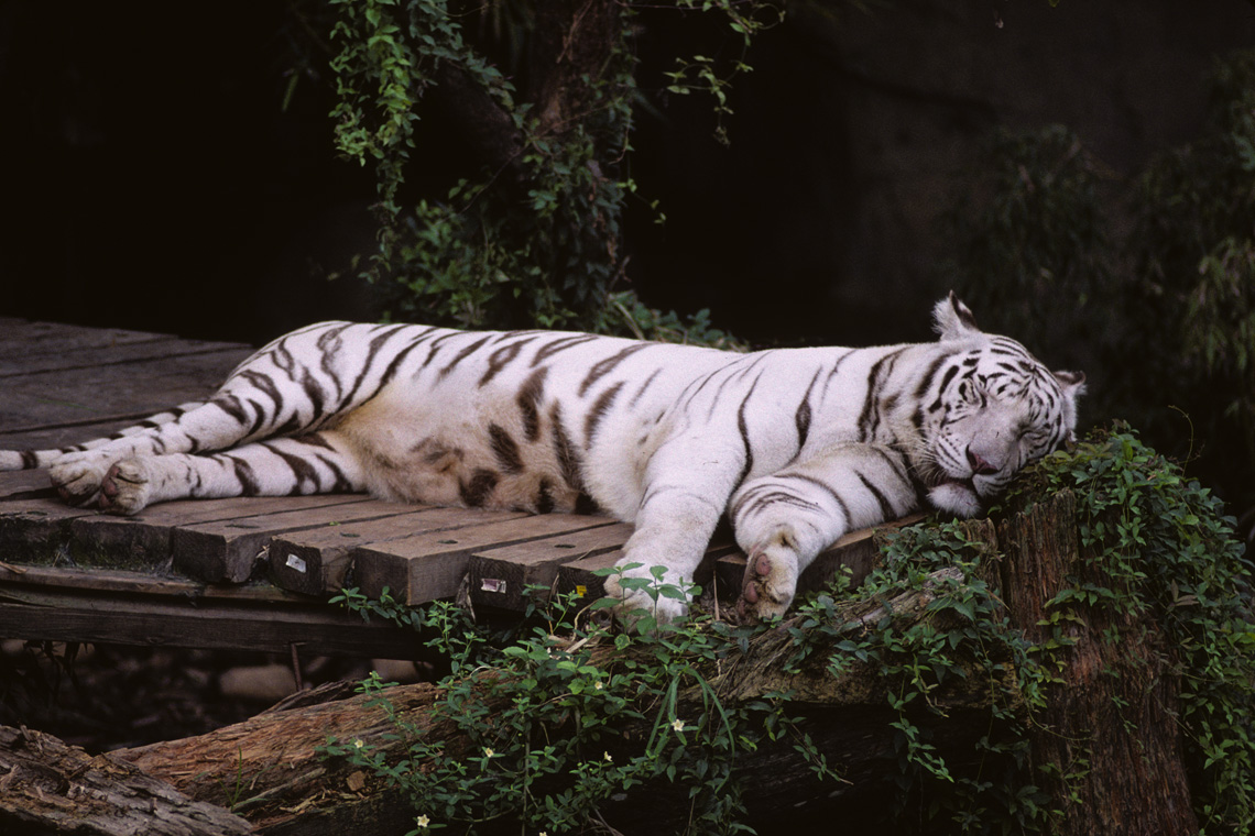 White Ttiger Sleep Wallpaper S Tiger