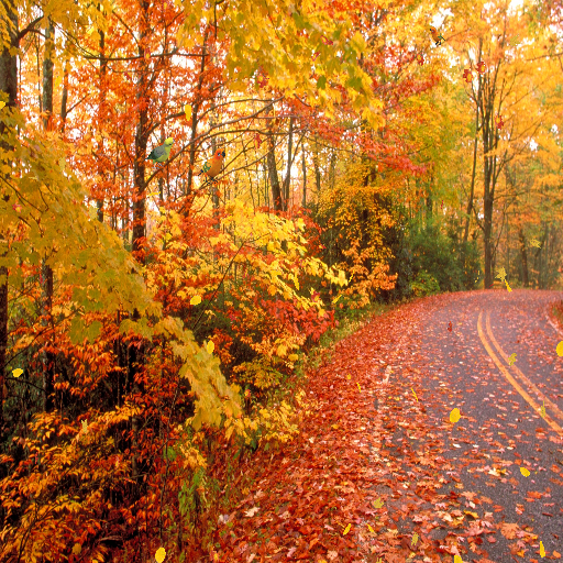 Autumn Leaves Live Wallpaper Screenshot