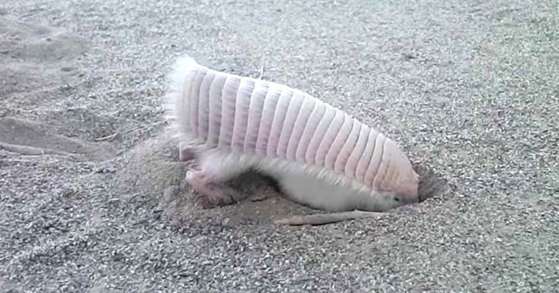 Pink Fairy Armadillo Wallpapers Awards