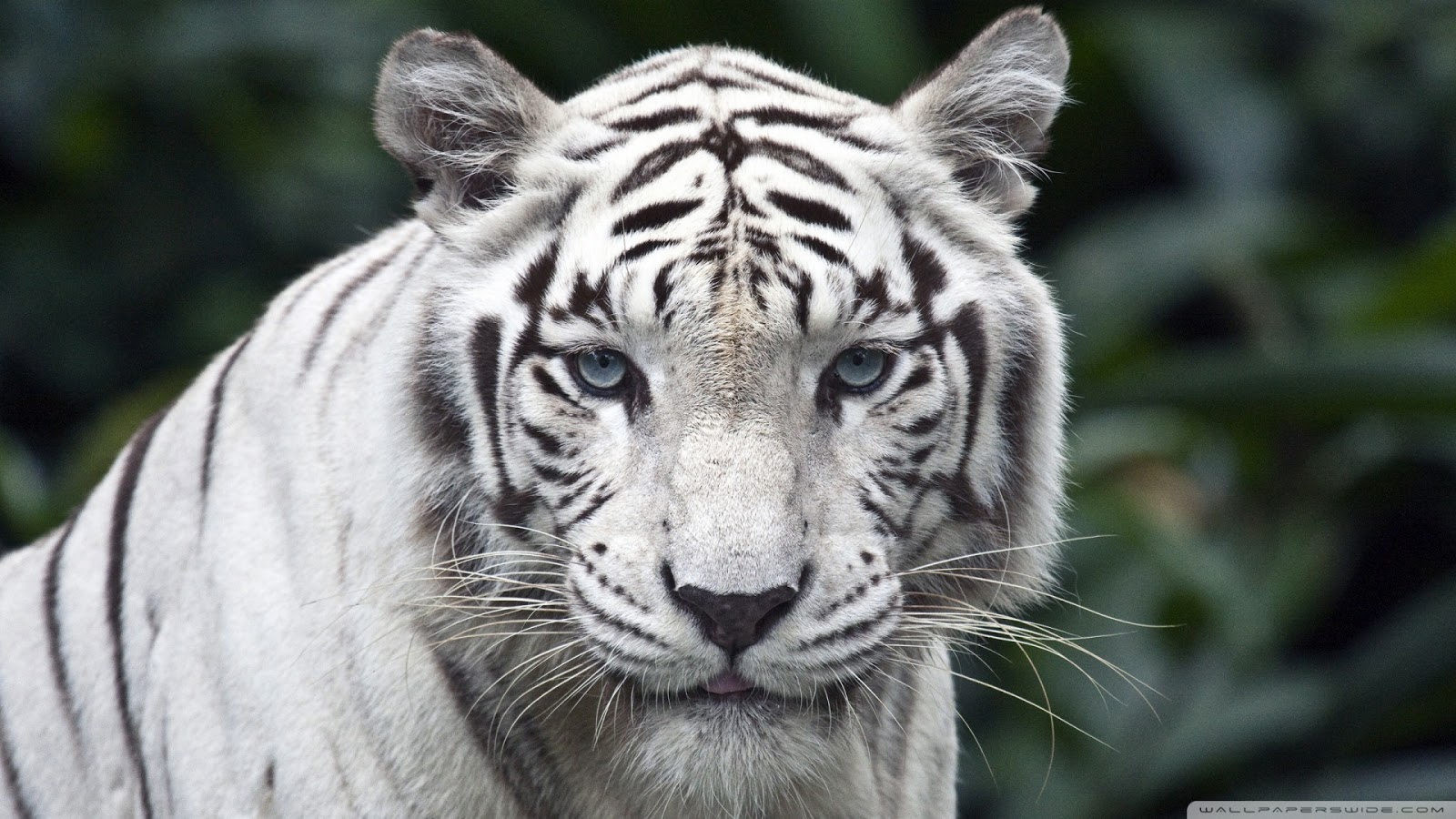 HD Wallpaper White Tiger 1080p