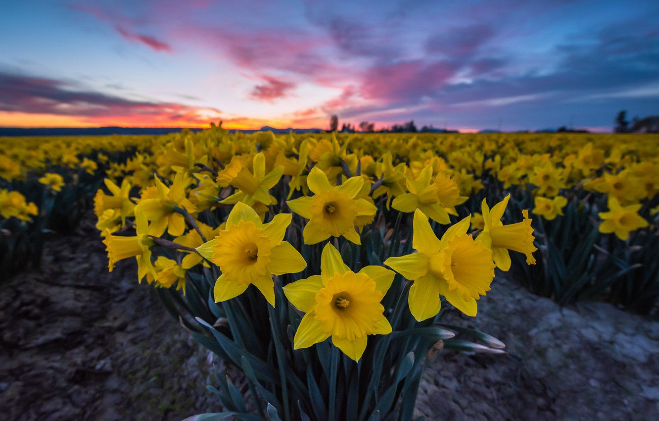 Wallpaper Flowers Sunrise Dawn Morning Daffodils Plantation